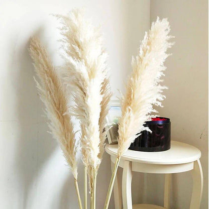 natural pampas 80 CM